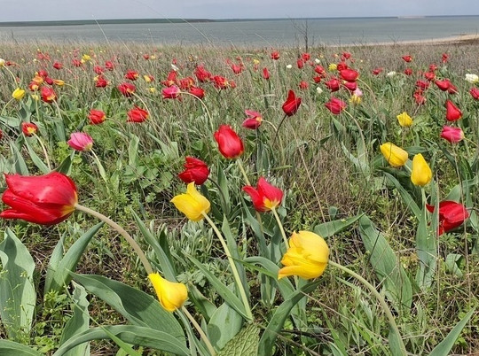 В Калмыкии открыли экологический маршрут «Тюльпаны Маныча»