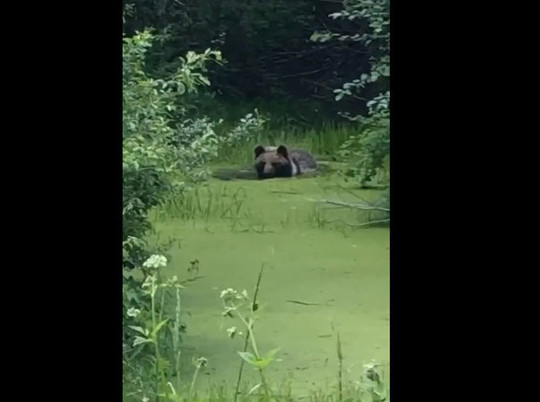 Бурого медведя засняли за водными процедурами в Гатчинском районе