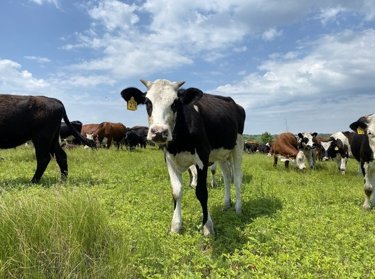 Пензенские животноводы рассказали, каких коров выращивают в регионе