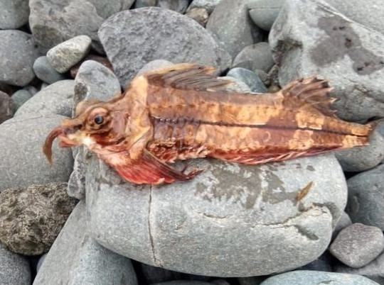 Рыбак на Сахалине поймал морскую лисичку с хоботом