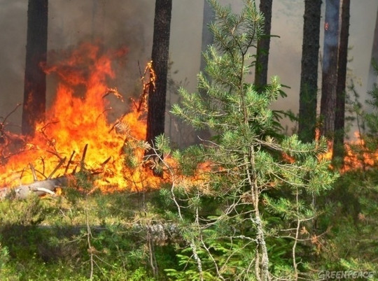 В девяти районах Оренбуржья могут произойти лесные пожары
