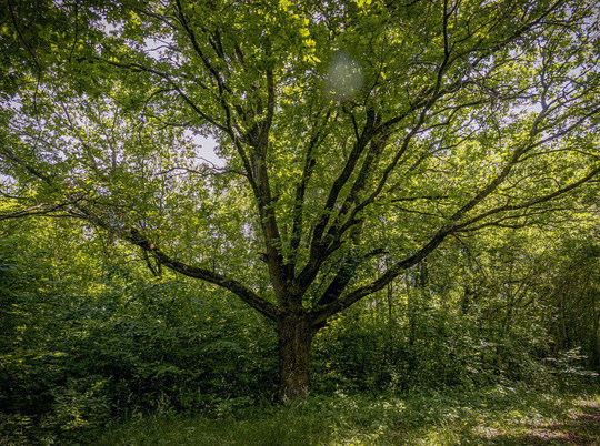 В Курской области деревья-долгожители хотят внести в Национальный реестр
