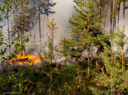 18 пожаров потушили с начала недели в лесах Карелии