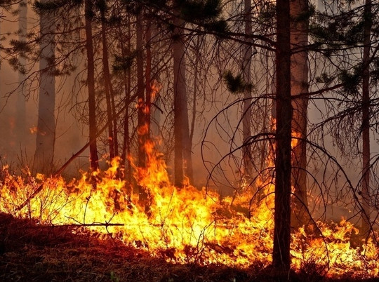 Более 115 млн владимирских деревьев пострадали из-за огня