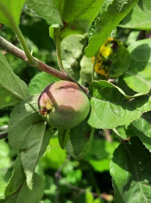 МК в Тамбове советует: фруктовые деревья необходимо поливать только в период засухи