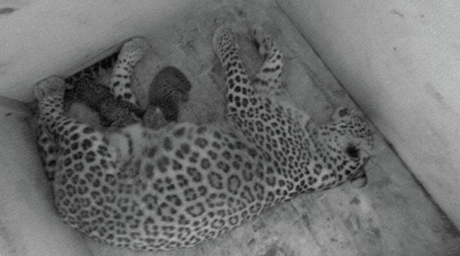 В Сочи у переднеазиатских леопардов родились двое котят - «Строительство»