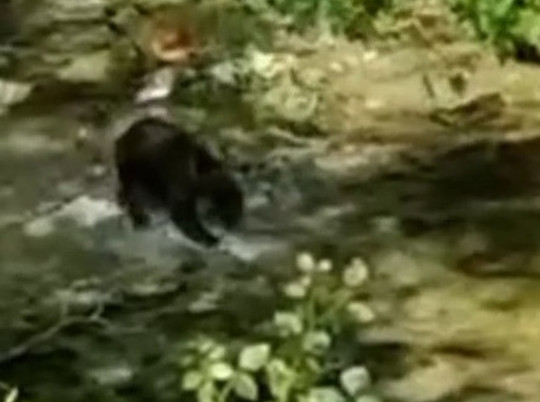 Медведь ловко поймал горбушу в реке на Сахалине