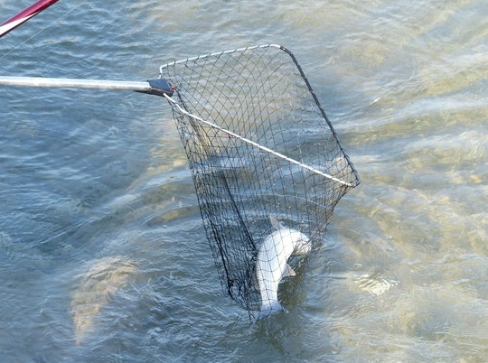 Пять мешков с рыбой нашли у браконьера на Сахалине