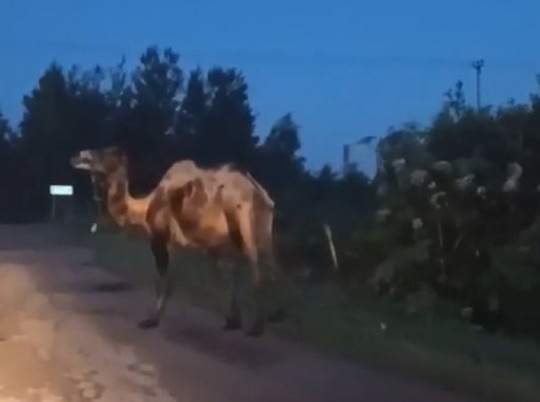 В Ярославле на дороги выходят не только лоси, но и верблюды
