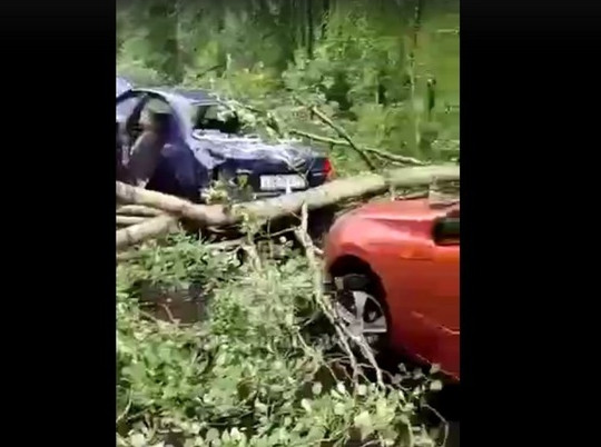 В Калужской области огромное дерево рухнуло на ехавшие по дороге машины