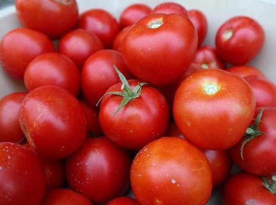 Зараженные томаты, поступившие в Архангельскую область, уничтожены