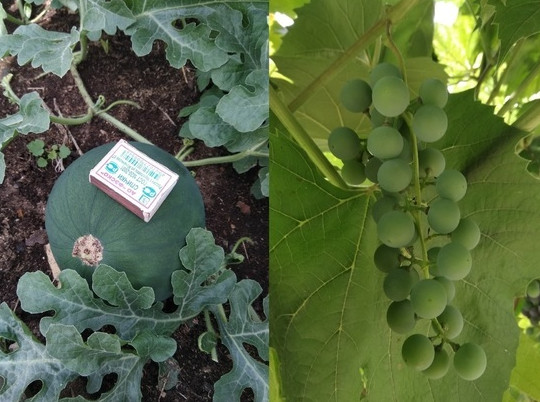 Арбузы, дыни и виноград выращивают жители Карелии
