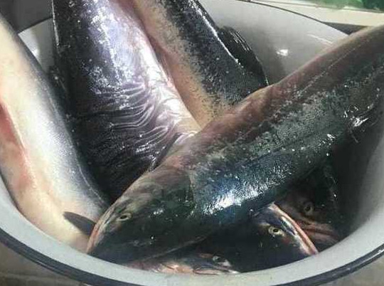 Браконьера поймали с лососем на нерестовой реке на Сахалине