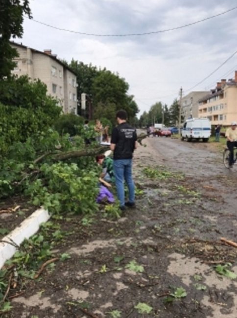 В Ярославской области женщину насмерть придавило упавшим деревом