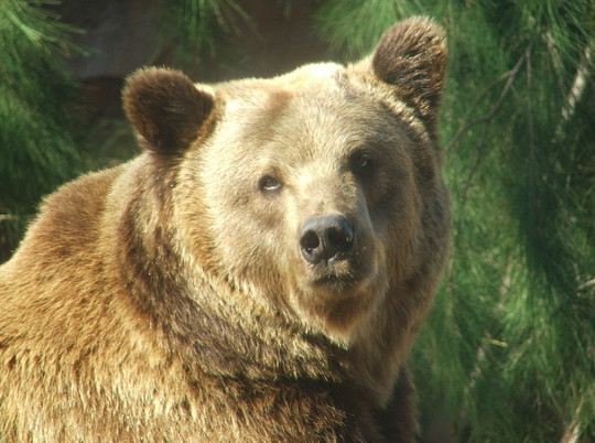 "Медведи-вандалы" разнесли туристические туалеты на Камчатке