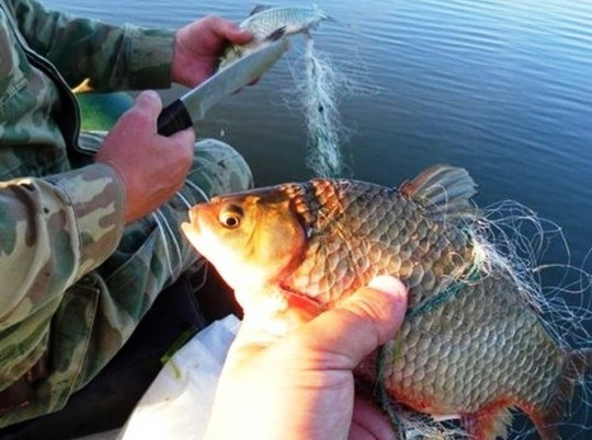 Поел рыбки: в Ивановской области браконьеру грозит штраф до 500 тысяч рублей