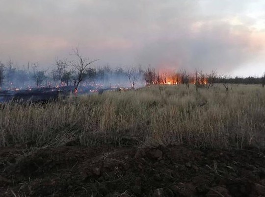 С крупным пожаром в Зимовниковском лесничестве борются 100 спасателей