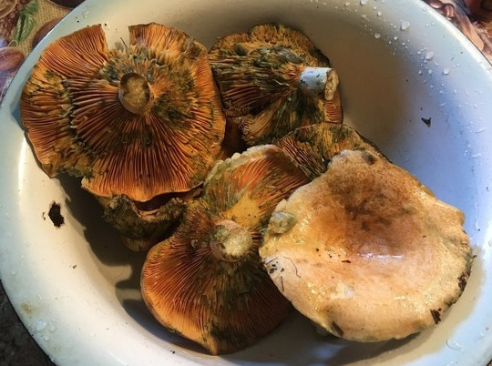 Три человека в Саратове отравились грибами, собранными на Кумысной поляне
