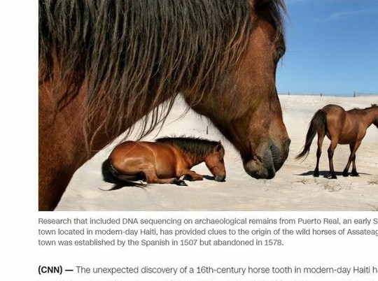 Ученые раскрыли тайну легенды об острове, куда сами приплыли одичавшие лошади