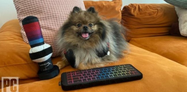 Клавиатура, гарнитура и микрофон для собак - «Компьютеры и интернет»