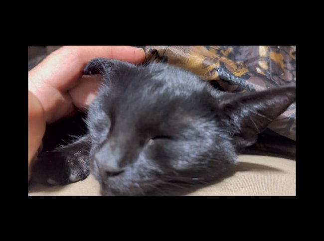 Экс-глава Петрозаводска пригрел черного кота на СВО