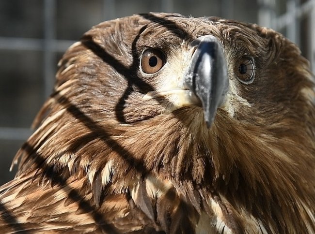 В Волгоградской области журналисты помогли спасти краснокнижного орлана
