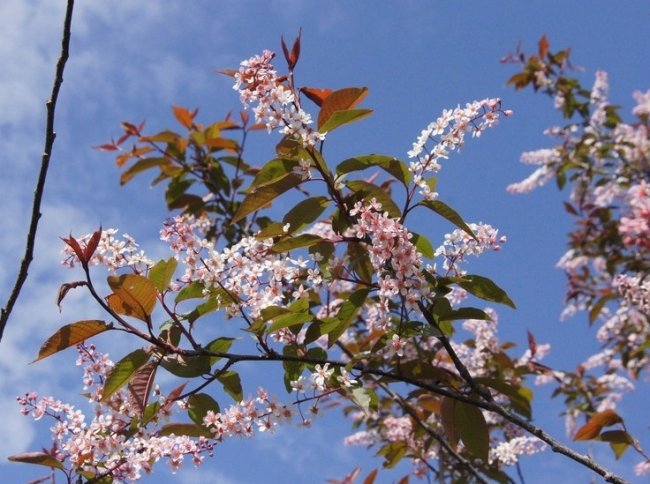 Алыча и розовая черемуха зацвели в Ботаническом саду в Петрозаводске