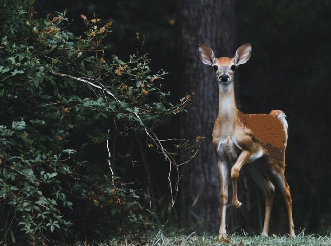 Фотоловушка поймала борьбу оленя с кустом в заповеднике под Воронежем