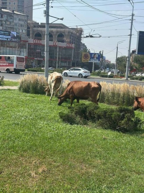 Коров на штрафстоянку: в Махачкале пресекли незаконный выпас скота