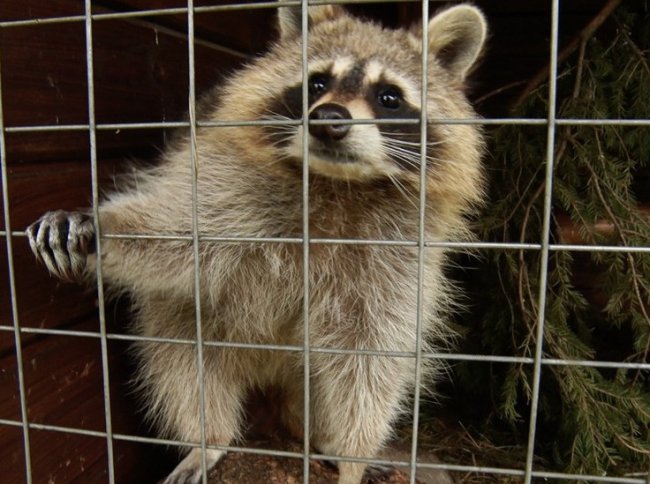 Ленобласть увеличила помощь приютам для животных