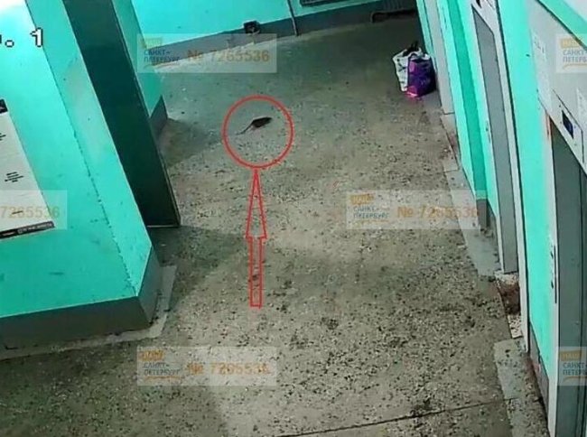 «Мышиный король» с первым снегом поселился в доме на Асафьева