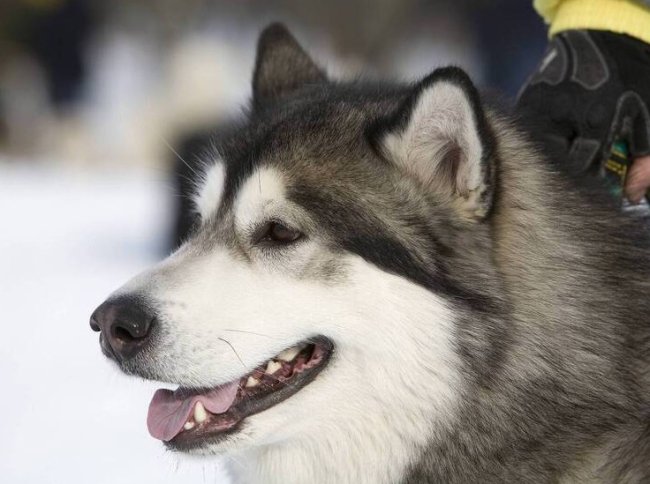 Девочка чуть не погибла на выгуле питомца: собаку убило током на глазах у ребенка