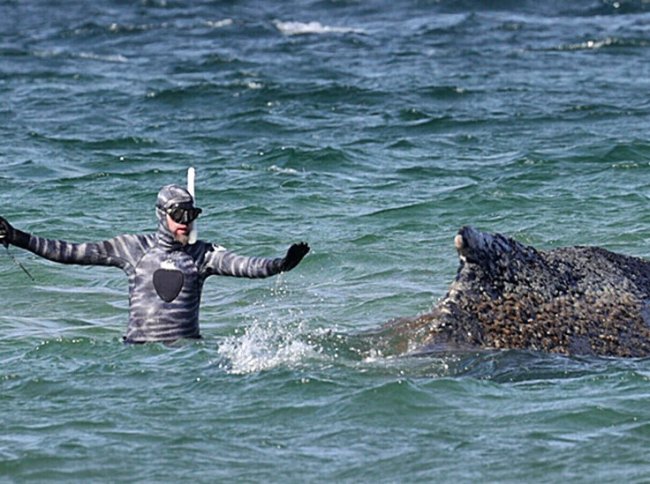 Горбатый кит снова застрял на мелководье в Балтийском море