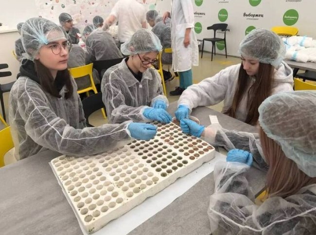 Семиклассники из Янино посадили томаты и баклажаны в агрофирме «Выборжец»