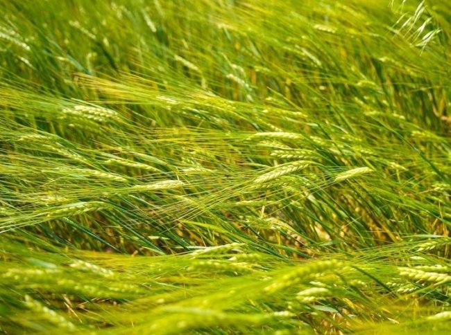 В Тульской области нашли нарушения при ввозе 32 тонн пшеницы